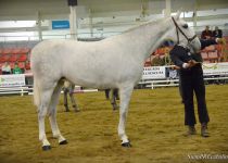 W KENTIA DE MARTET, DE Y. CAN MAYNOU, CAMPEONA JOVEN EQUIMUR 2015 (Copiar)